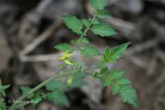 Lycopersicon esculentum